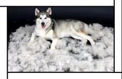 毛質(zhì)差、過度脫毛？華興重磅推出犬美毛處方糧